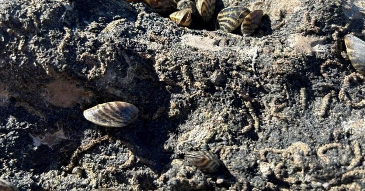 Candlewood Lake Zebra Mussel Info Webinar "Living With Your New Neighbors"