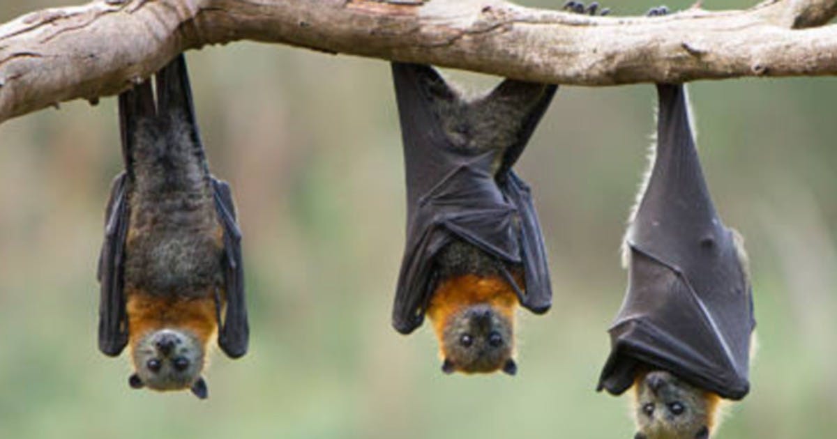 Hangin' With Bats at Woodcock Nature Center on Saturday, June 1